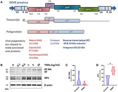 Expression of Human Endogenous Retrovirus-K in Spinal and Bulbar Muscular Atrophy